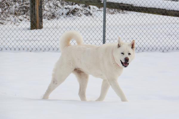 big white furry dog breeds