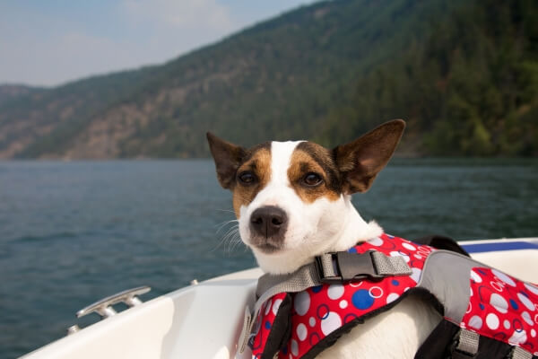 boat dog names