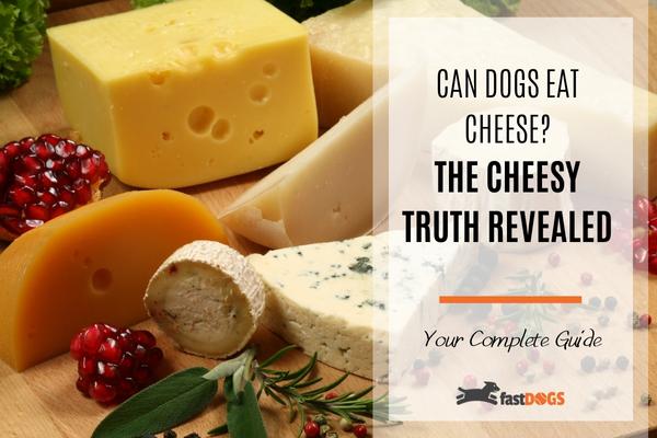 is cheese good for dogs