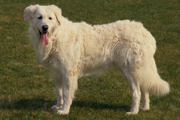large white fluffy dog breeds