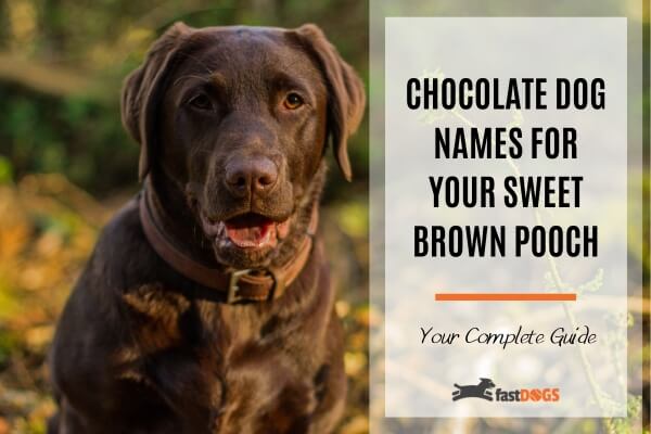 unique chocolate dog names
