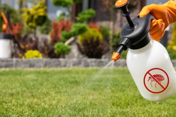 How To Kill Fleas in Your Yard With a Home-Made Spray