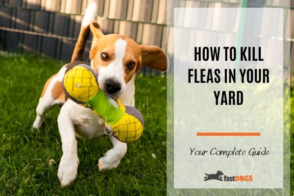 How To Kill Fleas in Your Yard