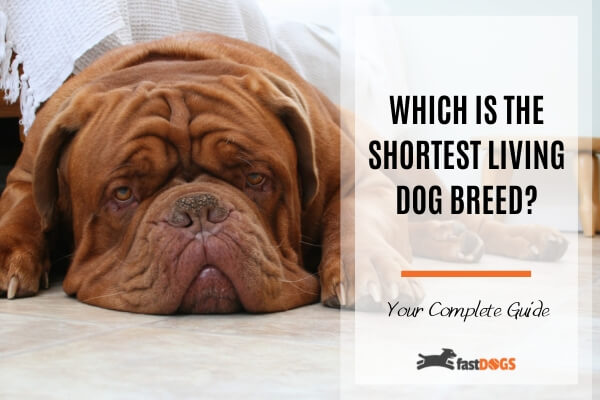 shortest living dog breed