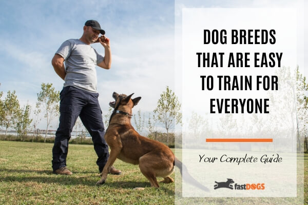 Dog Breeds That Are Easy To Train for Everyone