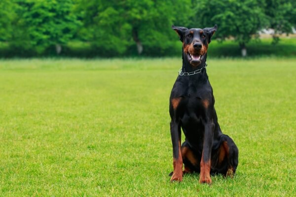 easy to train guard dog breeds