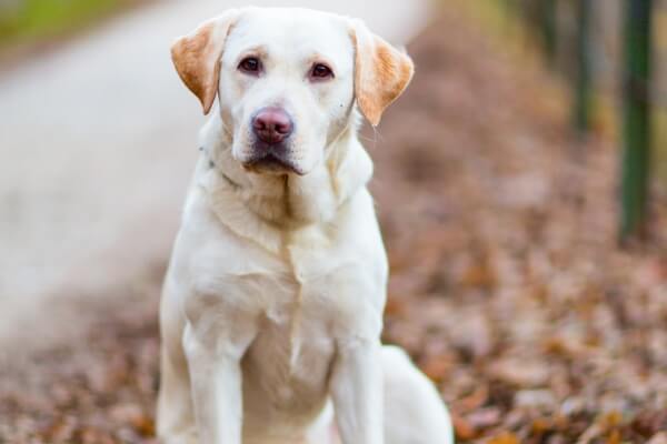 most beloved easy to train dog breeds